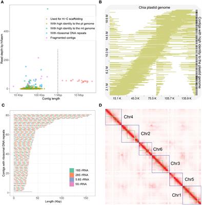 A near complete genome assembly of chia assists in identification of key fatty acid desaturases in developing seeds